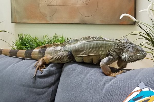 Iguana on the Sofa