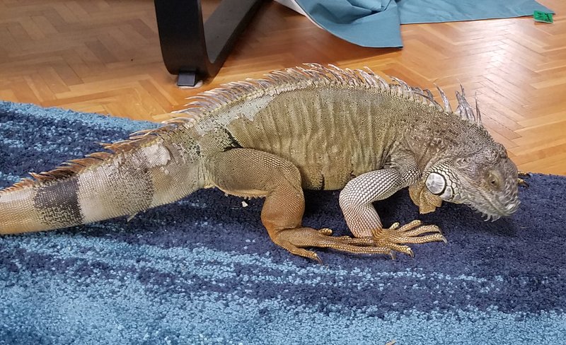 iguana on the carpet