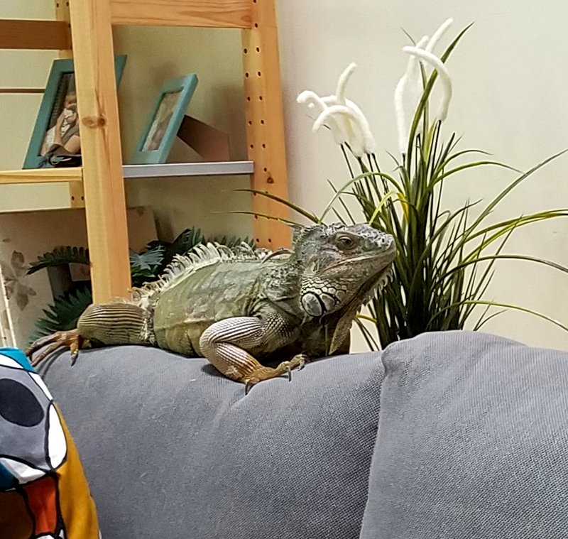 iguana on the sofa 3
