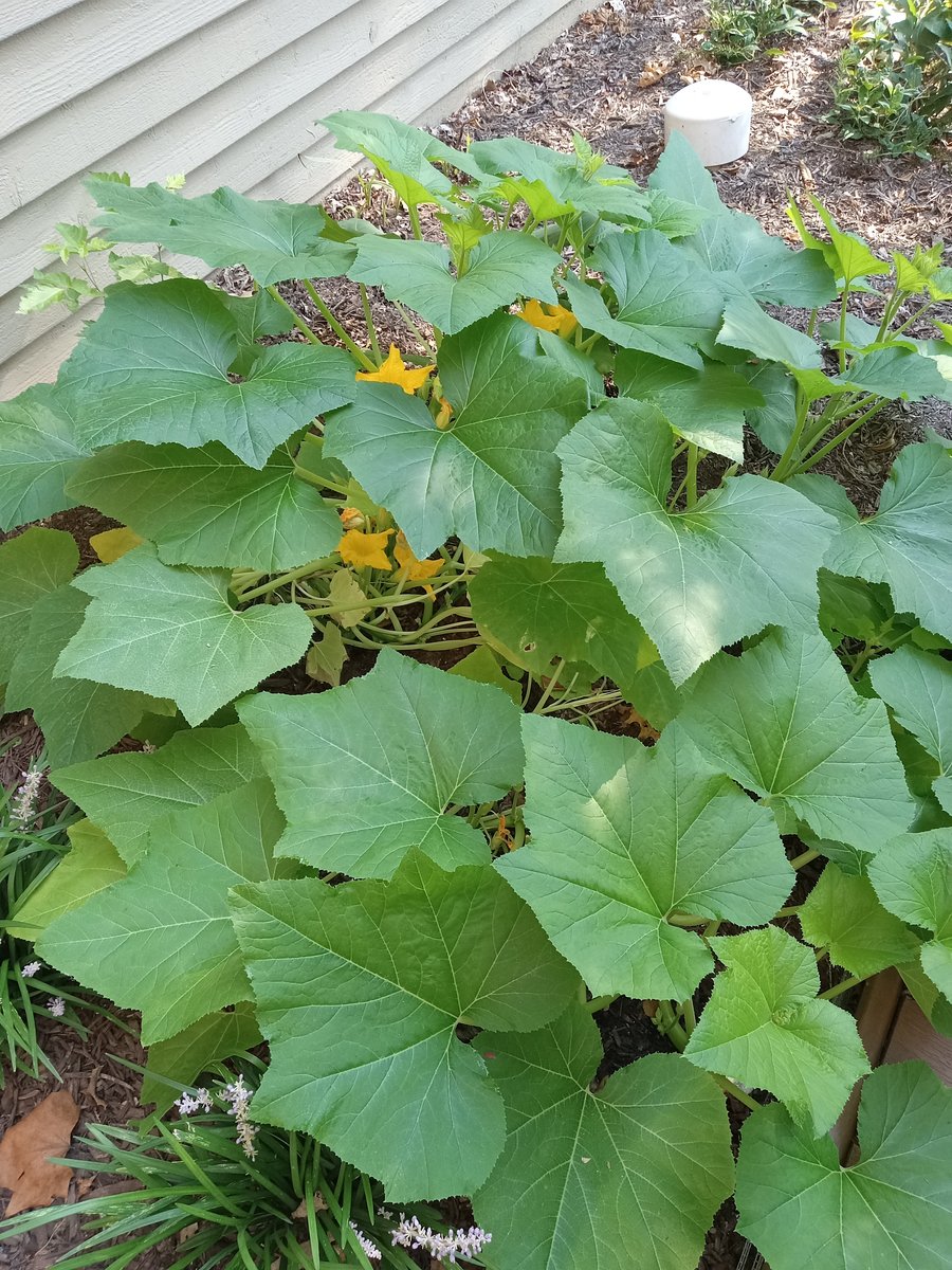 SquashBlossoms